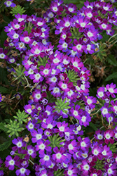Lanai Cyclops Purple Verbena (Verbena 'Lanai Cyclops Purple') at A Very Successful Garden Center