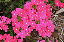 Lanai Deep Pink Verbena (Verbena 'Lanai Deep Pink') at Lakeshore Garden Centres