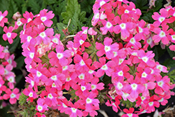 Lanai Pink Verbena (Verbena 'Lanai Pink') at A Very Successful Garden Center