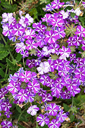 Lanai Purple Star Verbena (Verbena 'Lanai Purple Star') at A Very Successful Garden Center