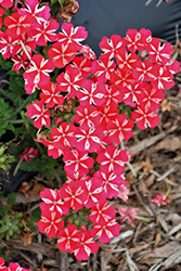 Lanai Red Star Verbena (Verbena 'Lanai Red Star') at A Very Successful Garden Center