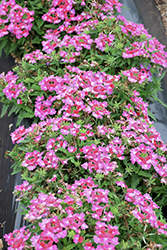 Lanai Upright Twister Rose Verbena (Verbena 'Lanai Upright Twister Rose') at A Very Successful Garden Center