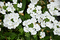 Lanai Upright White Verbena (Verbena 'Lanai Upright White') at A Very Successful Garden Center
