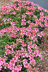 Hurricane Hot Pink Verbena (Verbena 'Hurricane Hot Pink') at A Very Successful Garden Center