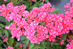 Samira Bright Pink Verbena (Verbena x peruviana 'Samira Bright Pink') at A Very Successful Garden Center