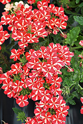 Samira Deep Red Star Verbena (Verbena x peruviana 'Samira Deep Red Star') at A Very Successful Garden Center
