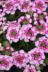 Vanessa Bicolor Pink Verbena (Verbena 'Vanessa Bicolor Pink') at A Very Successful Garden Center