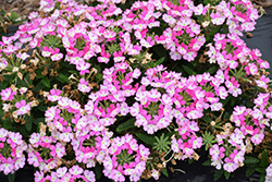 Vanessa Bicolor Pink Verbena (Verbena 'Vanessa Bicolor Pink') at Lakeshore Garden Centres