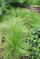 Quaking Grass (Briza media) at A Very Successful Garden Center