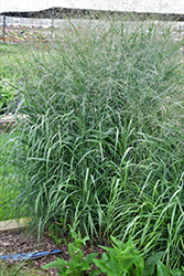 Emerald Chief Switch Grass (Panicum virgatum 'Emerald Chief') at Stonegate Gardens