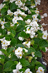 Tophat White Begonia (Begonia 'Tophat White') at Lakeshore Garden Centres
