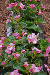 Tophat Pink Begonia (Begonia 'Tophat Pink') at Lakeshore Garden Centres