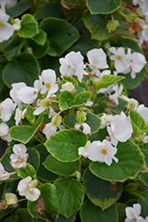 Volumia White Begonia (Begonia 'Volumia White') at A Very Successful Garden Center