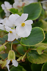 Volumia White Begonia (Begonia 'Volumia White') at A Very Successful Garden Center