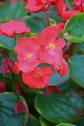Volumia Scarlet Begonia (Begonia 'Volumia Scarlet') at A Very Successful Garden Center