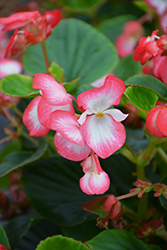 Volumia Rose Bicolor Begonia (Begonia 'Volumia Rose Bicolor') at A Very Successful Garden Center