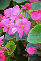 Volumia Pink Begonia (Begonia 'Volumia Pink') at A Very Successful Garden Center