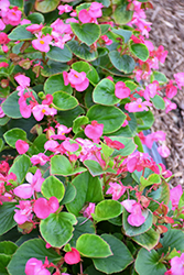 Volumia Pink Begonia (Begonia 'Volumia Pink') at A Very Successful Garden Center