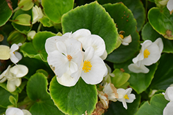 Topspin White Begonia (Begonia 'Topspin White') at A Very Successful Garden Center