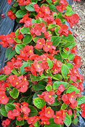 Topspin Scarlet Begonia (Begonia 'Topspin Scarlet') at A Very Successful Garden Center