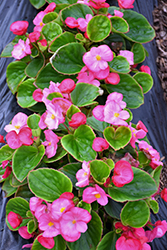 Topspin Rose Begonia (Begonia 'Topspin Rose') at A Very Successful Garden Center