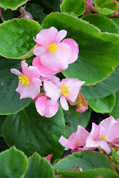 Topspin Pink Begonia (Begonia 'Topspin Pink') at A Very Successful Garden Center