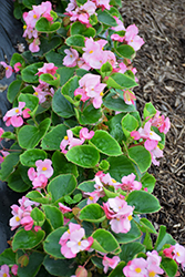 Topspin Pink Begonia (Begonia 'Topspin Pink') at A Very Successful Garden Center