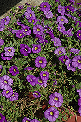 Noa Mega Violet Calibrachoa (Calibrachoa 'Noa Mega Violet') at A Very Successful Garden Center