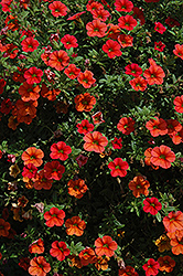 Can-Can Orange Calibrachoa (Calibrachoa 'Can-Can Orange') at A Very Successful Garden Center