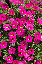 MiniFamous iGeneration Pink Calibrachoa (Calibrachoa 'MiniFamous iGeneration Pink') at Lakeshore Garden Centres