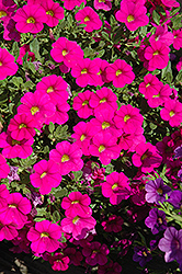 Celebration X-treme Pink Calibrachoa (Calibrachoa 'Celebration X-treme Pink') at A Very Successful Garden Center