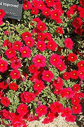 Noa Red Calibrachoa (Calibrachoa 'Noa Red') at A Very Successful Garden Center