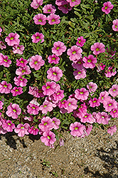 Noa Ultimate Pink Calibrachoa (Calibrachoa 'Noa Ultimate Pink') at A Very Successful Garden Center