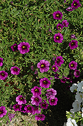 Noa Ultra Purple Calibrachoa (Calibrachoa 'Noa Ultra Purple') at A Very Successful Garden Center
