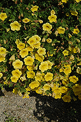 Noa Yellow Calibrachoa (Calibrachoa 'Noa Yellow') at A Very Successful Garden Center