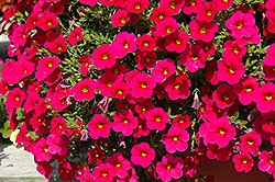 Cabaret Cherry Rose Calibrachoa (Calibrachoa 'Cabaret Cherry Rose') at A Very Successful Garden Center