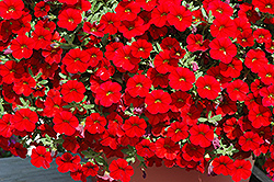 Cabaret Bright Red Calibrachoa (Calibrachoa 'Balcabrite') at A Very Successful Garden Center