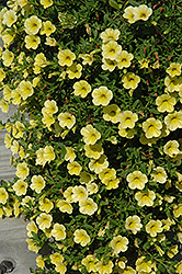 Million Bells Trailing Yellow Calibrachoa (Calibrachoa 'Million Bells Trailing Yellow') at A Very Successful Garden Center