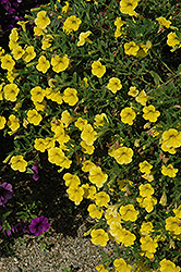 Callie Deep Yellow Calibrachoa (Calibrachoa 'Callie Deep Yellow') at A Very Successful Garden Center