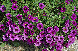 Callie Purple Calibrachoa (Calibrachoa 'Callie Purple') at A Very Successful Garden Center