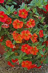 Aloha Fire Calibrachoa (Calibrachoa 'Aloha Fire') at The Mustard Seed