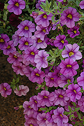Aloha Purple Calibrachoa (Calibrachoa 'Aloha Purple') at A Very Successful Garden Center