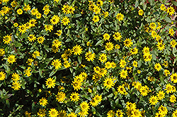 Cuzco Yellow Creeping Zinnia (Sanvitalia procumbens 'Cuzco Yellow') at Lakeshore Garden Centres