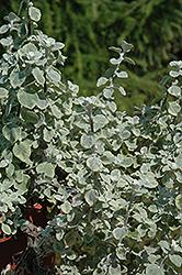 Silverstar Strawflower (Helichrysum 'Silverstar') at A Very Successful Garden Center