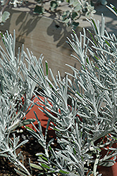 Icicles Licorice Plant (Helichrysum thianschanicum 'Icicles') at A Very Successful Garden Center
