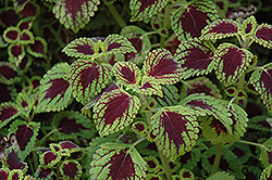 Tell Tale Heart Coleus (Solenostemon scutellarioides 'Tell Tale Heart') at A Very Successful Garden Center