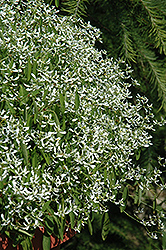 Gloria Euphorbia (Euphorbia 'Gloria') at A Very Successful Garden Center