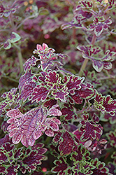Inky Fingers Coleus (Solenostemon scutellarioides 'Inky Fingers') at A Very Successful Garden Center