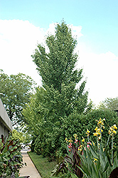 Columnar Ginkgo (Ginkgo biloba 'Fastigiata') at A Very Successful Garden Center