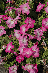 Limbo GP Pink Morn Petunia (Petunia 'Limbo GP Pink Morn') at Lakeshore Garden Centres